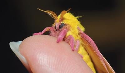 Cute, colorful moth has appetite for maple leaves, Outdoors