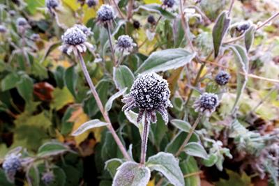 Save Your Garden For A Winter Aesthetic Community Vtcng Com