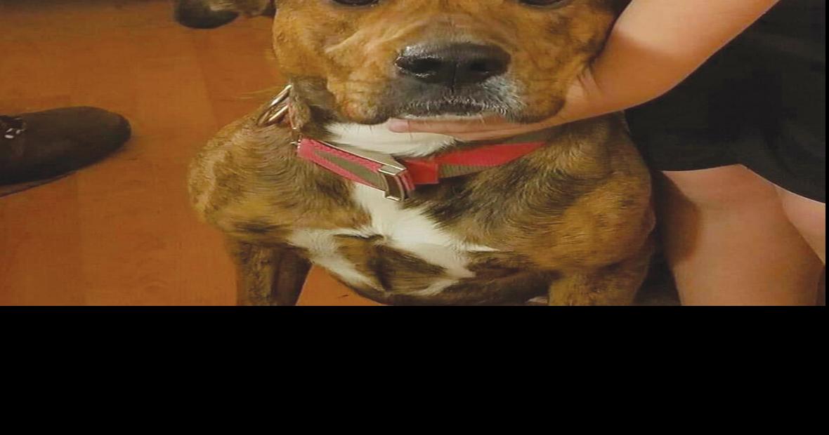 After Morristown fire missing dog reunited with its owners Police