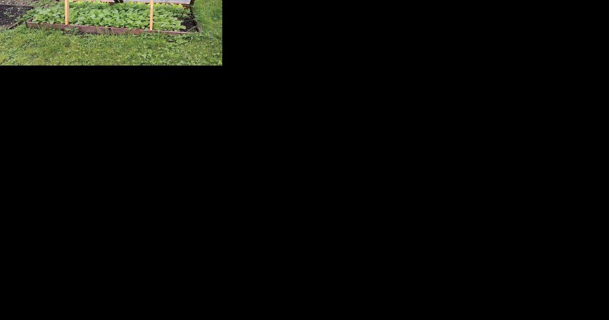 Want to get a garden head start? Think cold frames - Vimarsana News