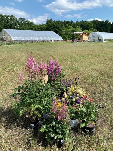 Friends of the Hort Farm plant sale is Saturday