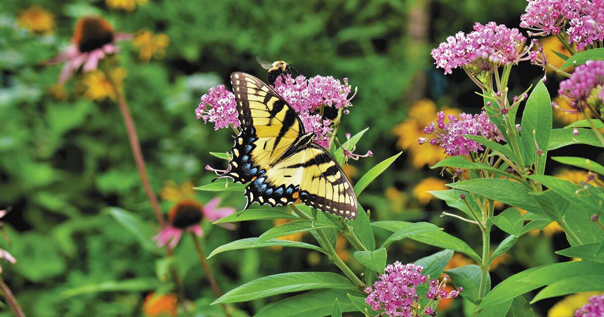 Learn about the Pollinator Pathway project at garden event May 11 ...