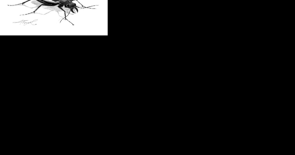 Cobblestone tiger beetles face habitat challenges - Vimarsana News
