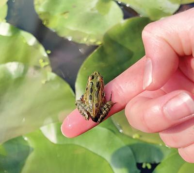 Northern leopard frog