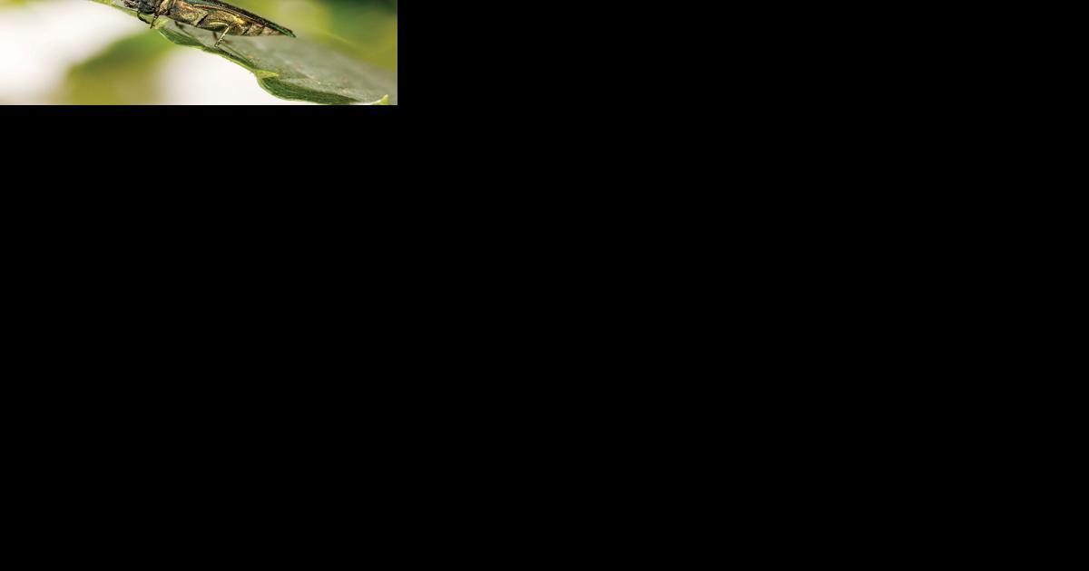 Emerald Ash Borer awareness week - Vimarsana News
