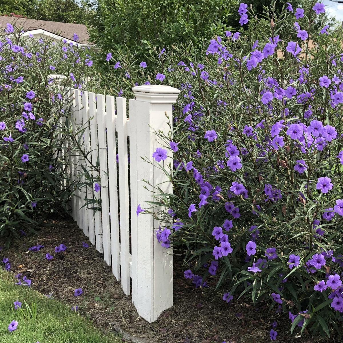 Mexican petunia