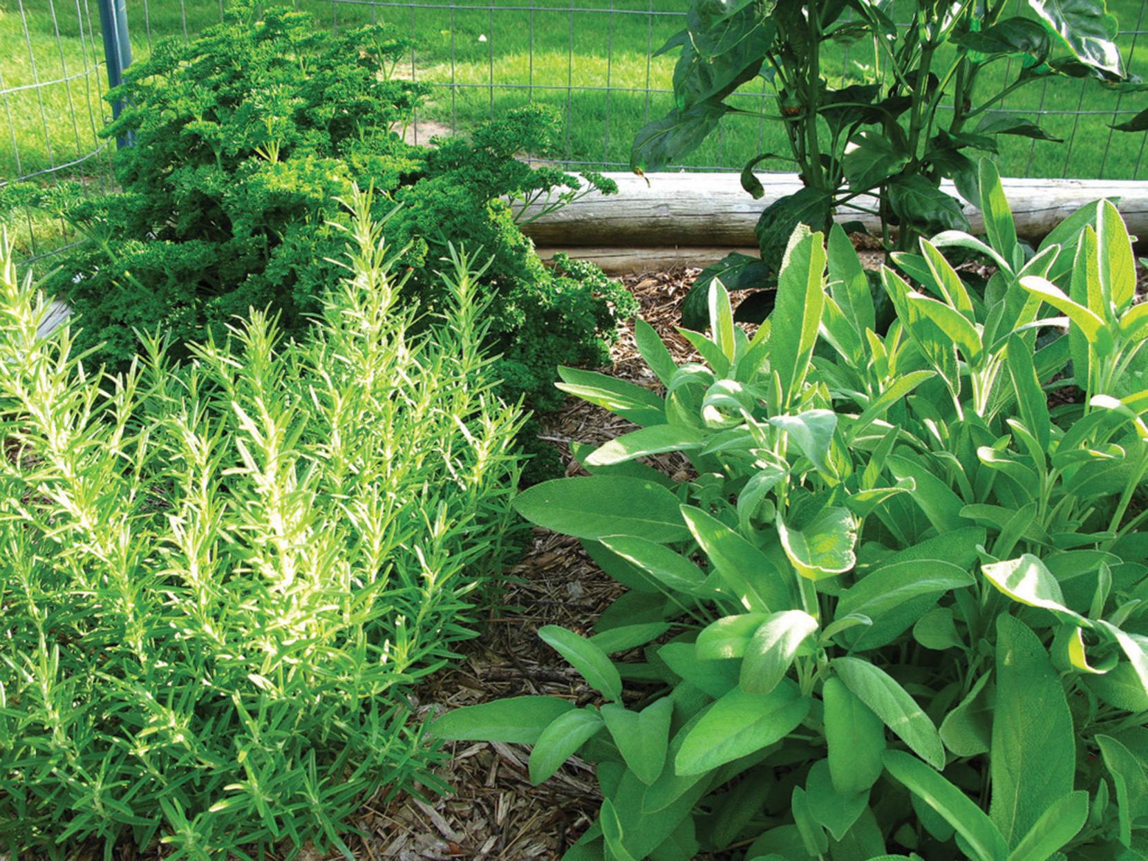 Garden Herbs Are Great Choice For Texas Climate Waco Today Wacotrib Com