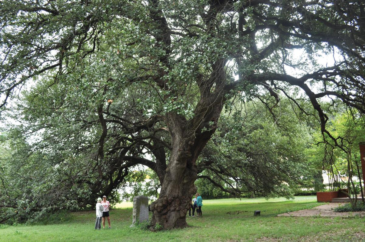 Examining ancient oaks of Huaco Village Waco Today