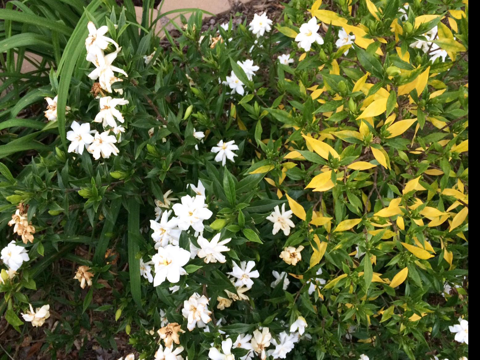 Nematodes May Be Killing Dwarf Gardenias Latest Headlines Wacotrib Com