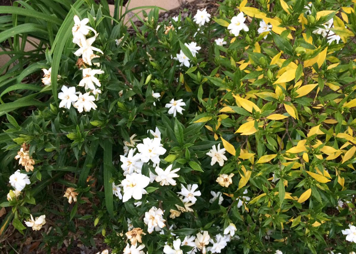 Nematodes May Be Killing Dwarf Gardenias Latest Headlines Wacotrib Com