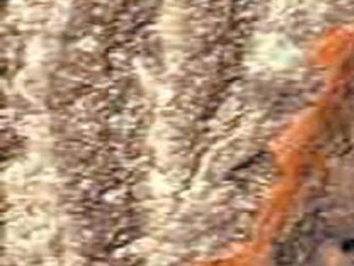 Firewood Stored Properly Will Not Pose Threat To Healthy Trees Entertainment Wacotrib Com