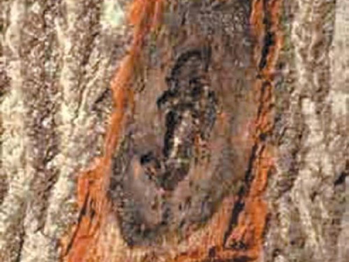 Firewood Stored Properly Will Not Pose Threat To Healthy Trees Entertainment Wacotrib Com