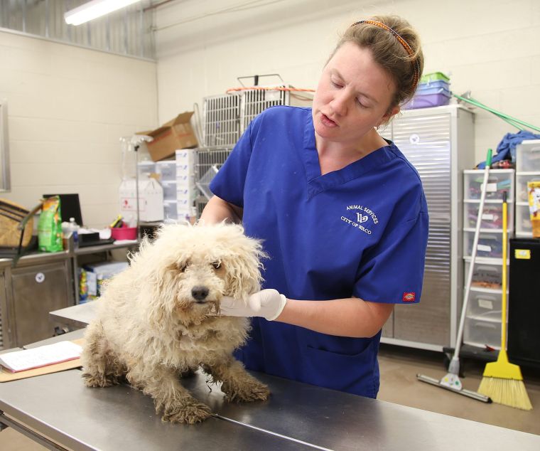 40 Waco shelter dogs euthanized after rabies exposure Nonprofits
