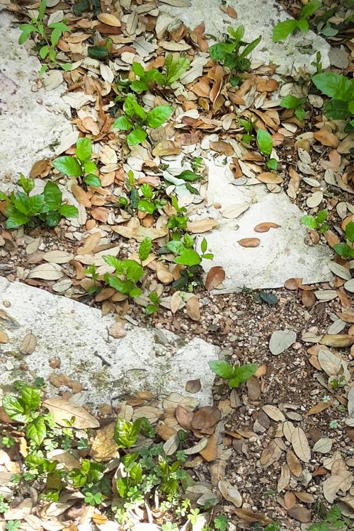 Seedlings