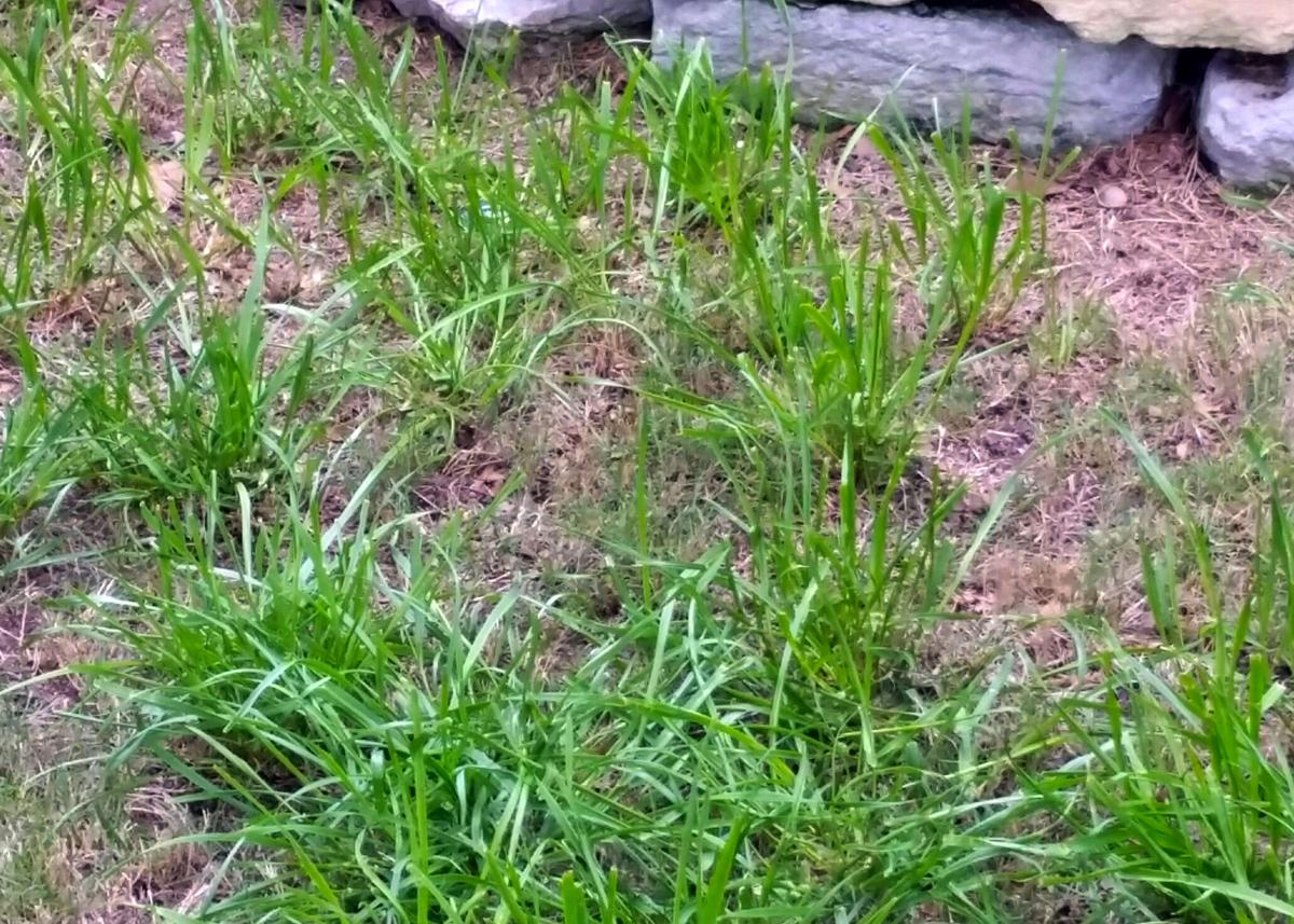 Neil Sperry Rye grass doesn't handle Texas heat well Local News