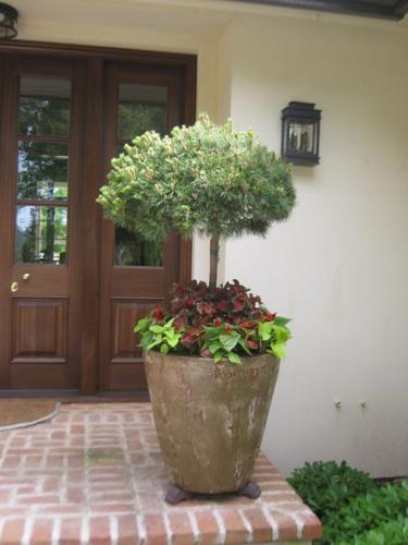 planters 2