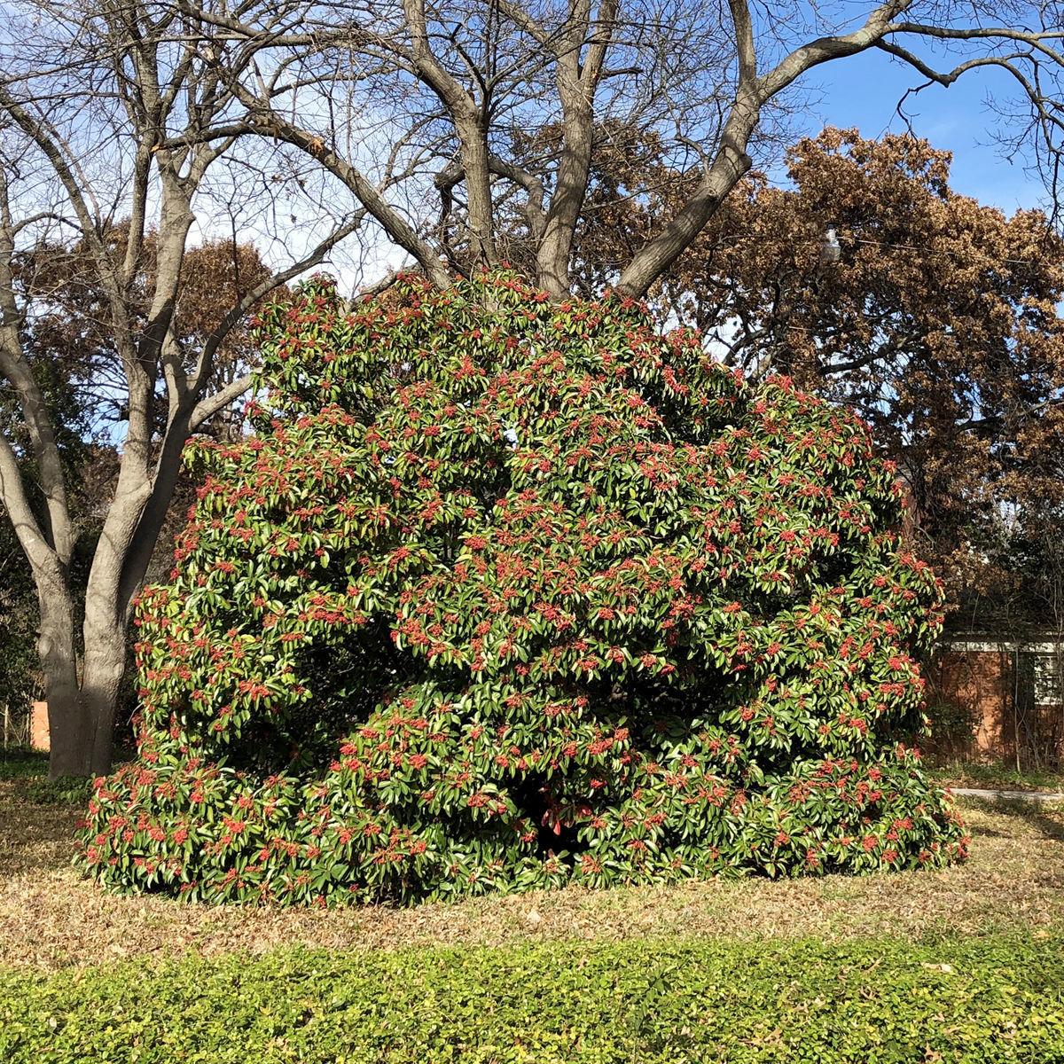 Neil Sperry Abelia Bushes Do Best In Full Sunlight Home Garden Wacotrib Com