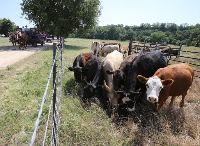 Family Cow - The Ploughshare Institute