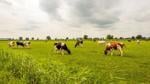 The Screwworm Returns to a Cattle Market with Little Room to Spare