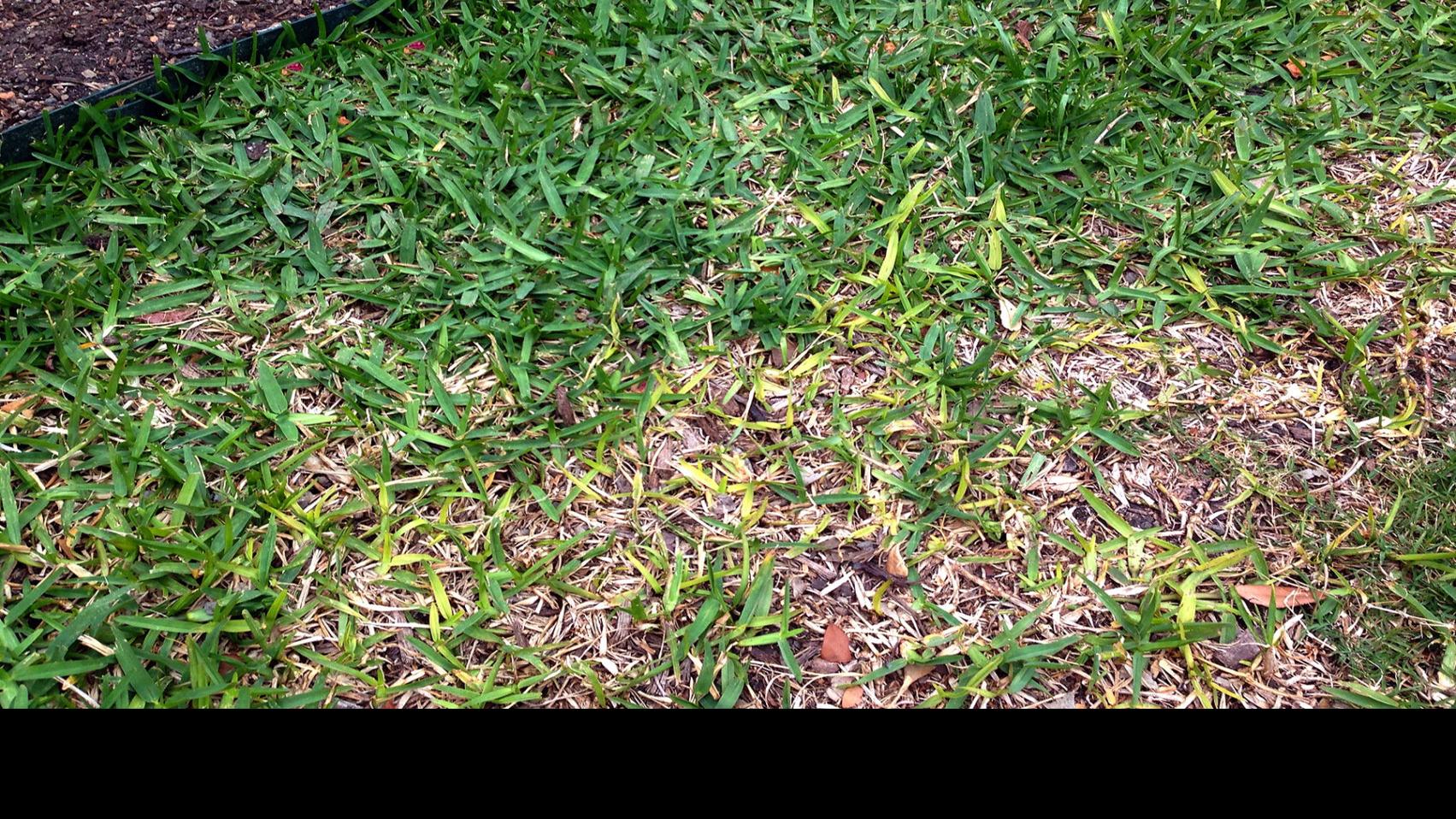 Sperry Wait Until Mid July To Start Pruning Oak Trees Local