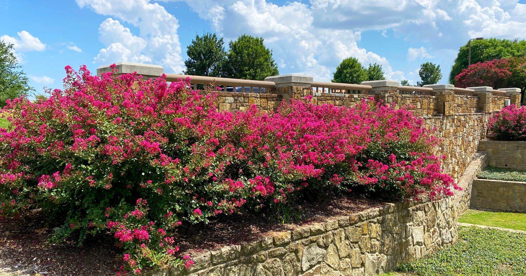 Neil Sperry: Find an alternative plan to topping crape myrtles - Vimarsana News
