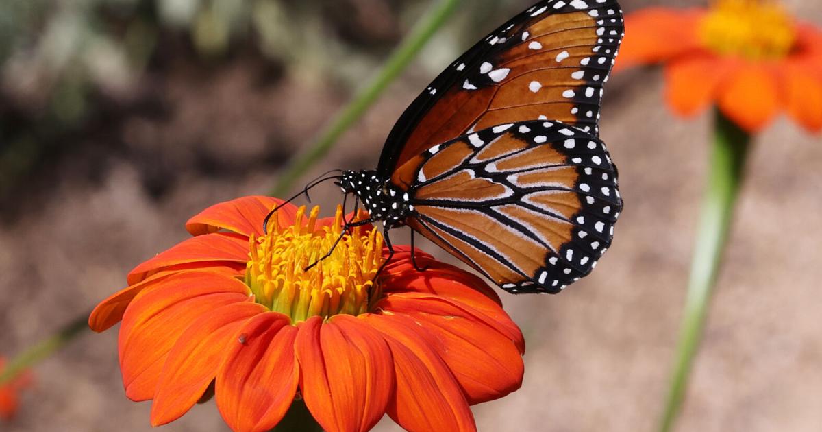 Waco-area news briefs: Children's Garden Fair to return Sunday