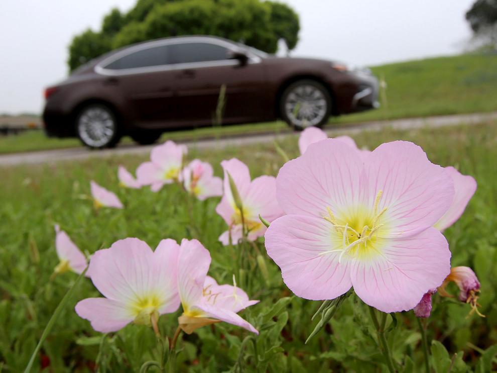 around Waco A tough state flower keeps the faith in a