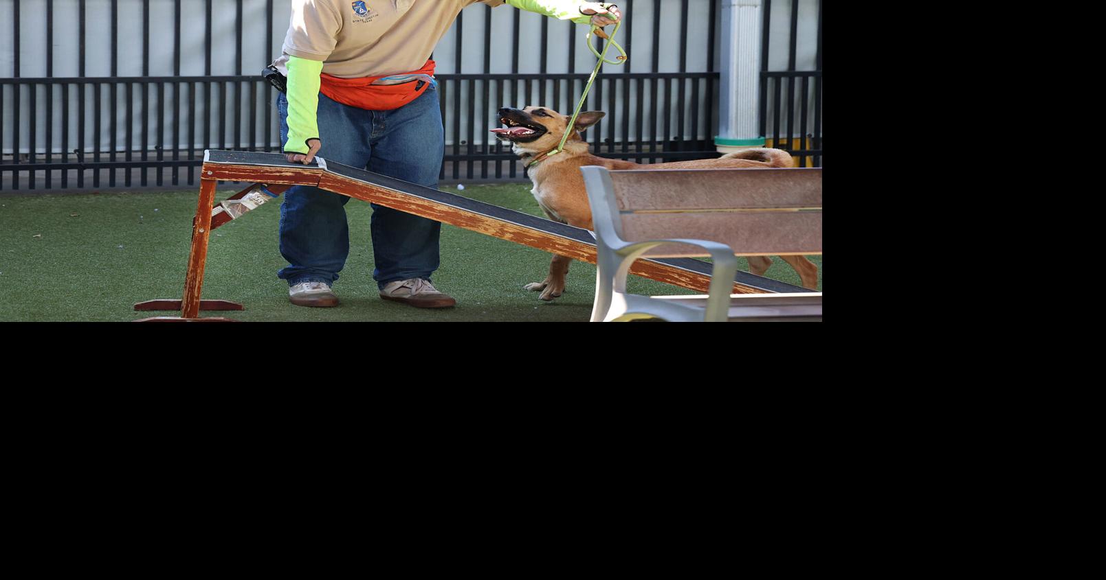 Waco animal shelter gets $600,000 donation of screwworm-prevention medication