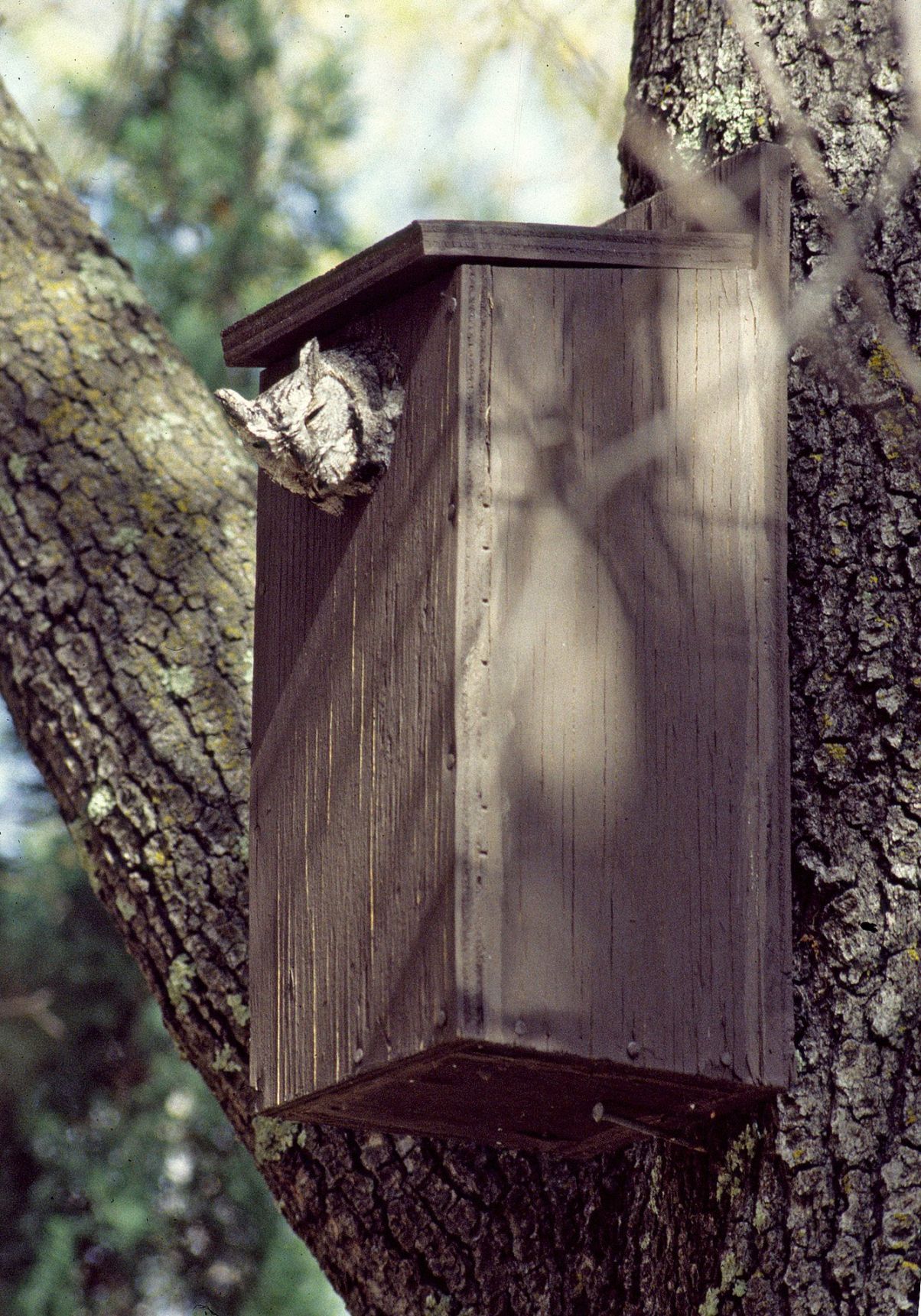 Audubon Birdhouse Book Placing and Maintaining Great Homes 