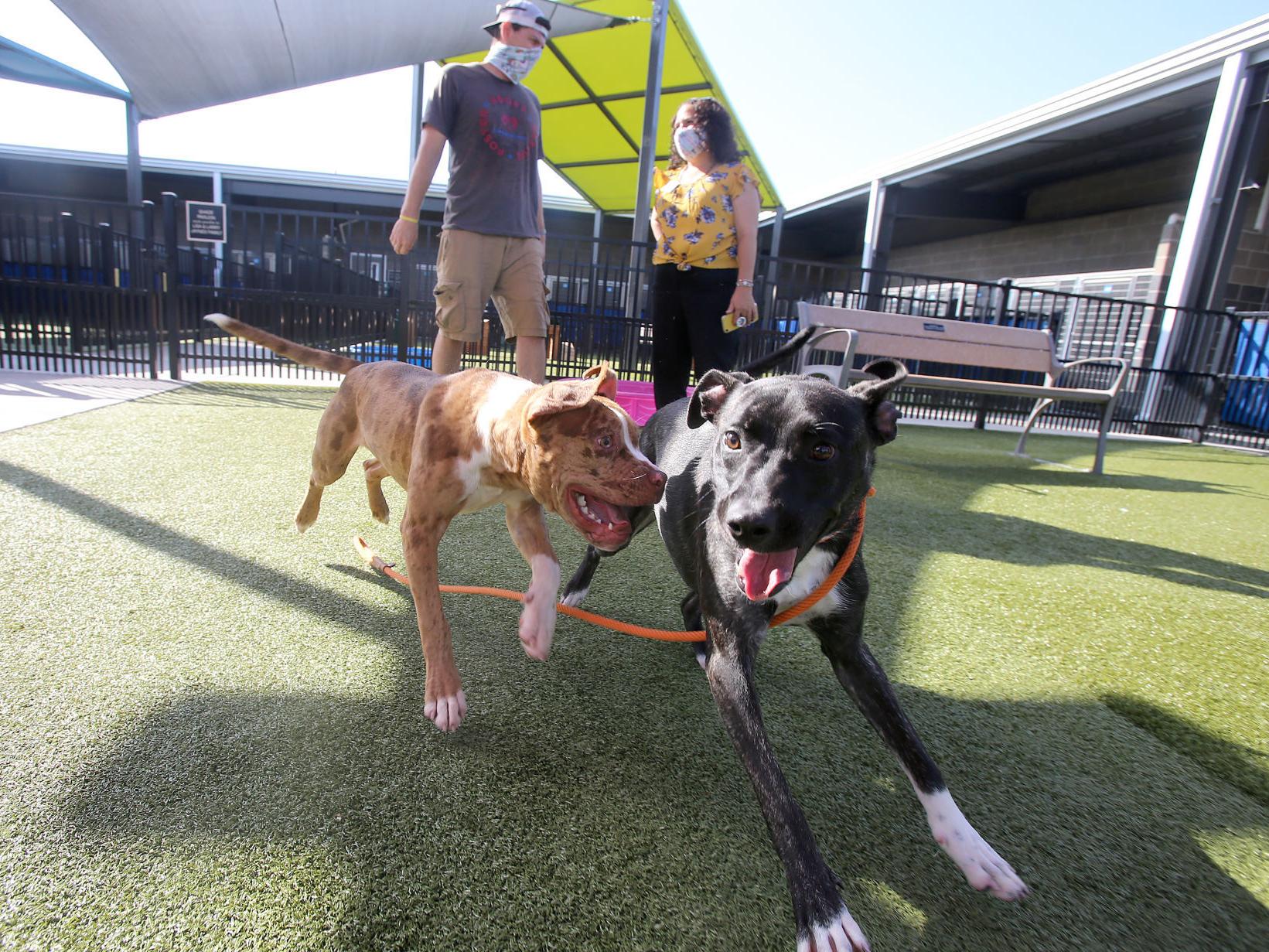 Pilot Group To Fly Waco Shelter Dogs To Idaho For Adoption Local News Wacotrib Com