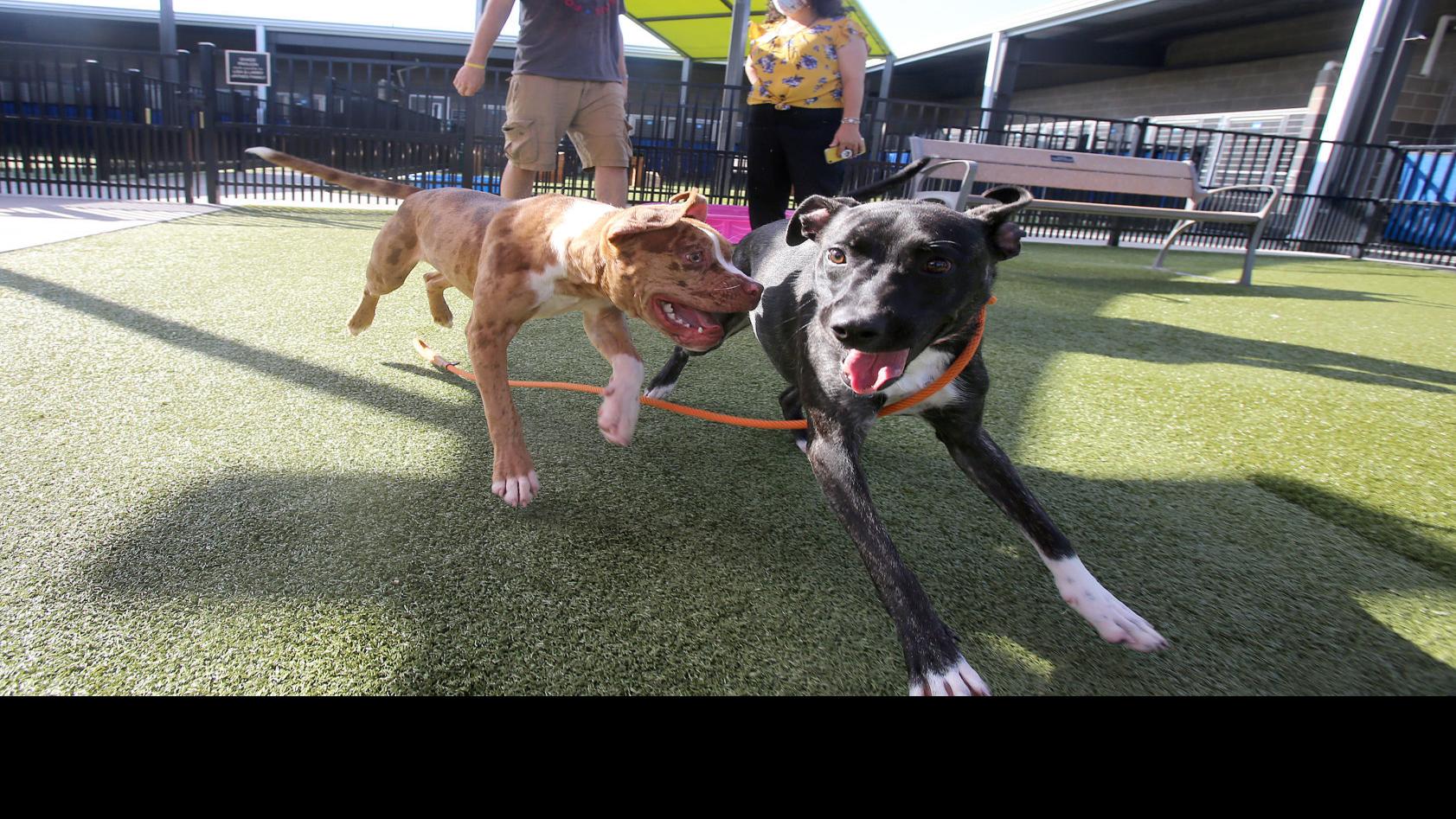 Pilot Group To Fly Waco Shelter Dogs To Idaho For Adoption Local News Wacotrib Com