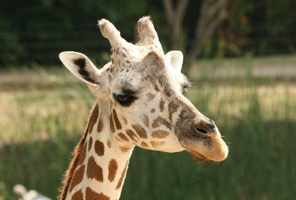 Beloved giraffe euthanized at Cameron Park Zoo