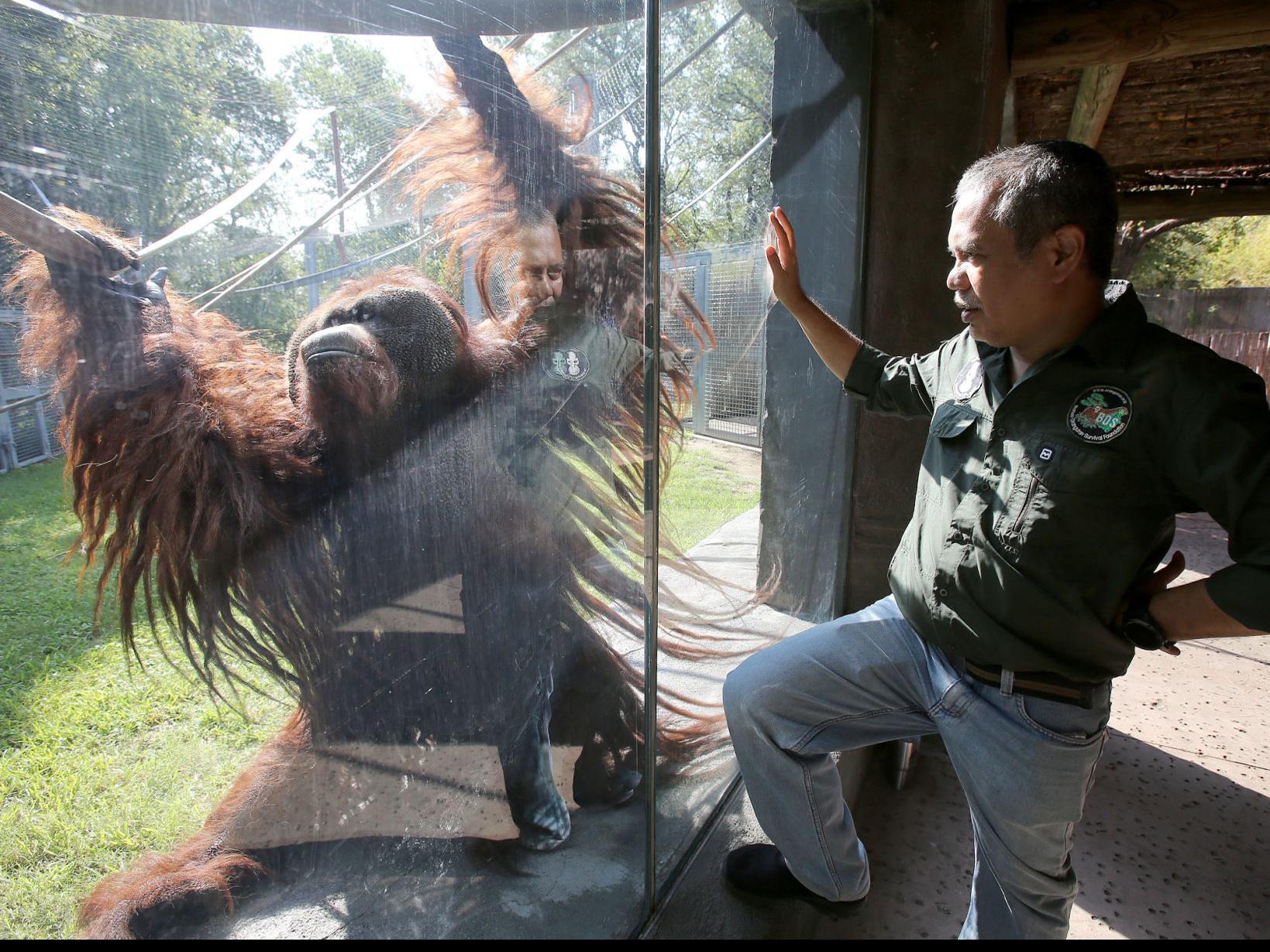 Orangutan Expert Sees Connection Between Zoos Borneo Release Center Local News Wacotrib Com