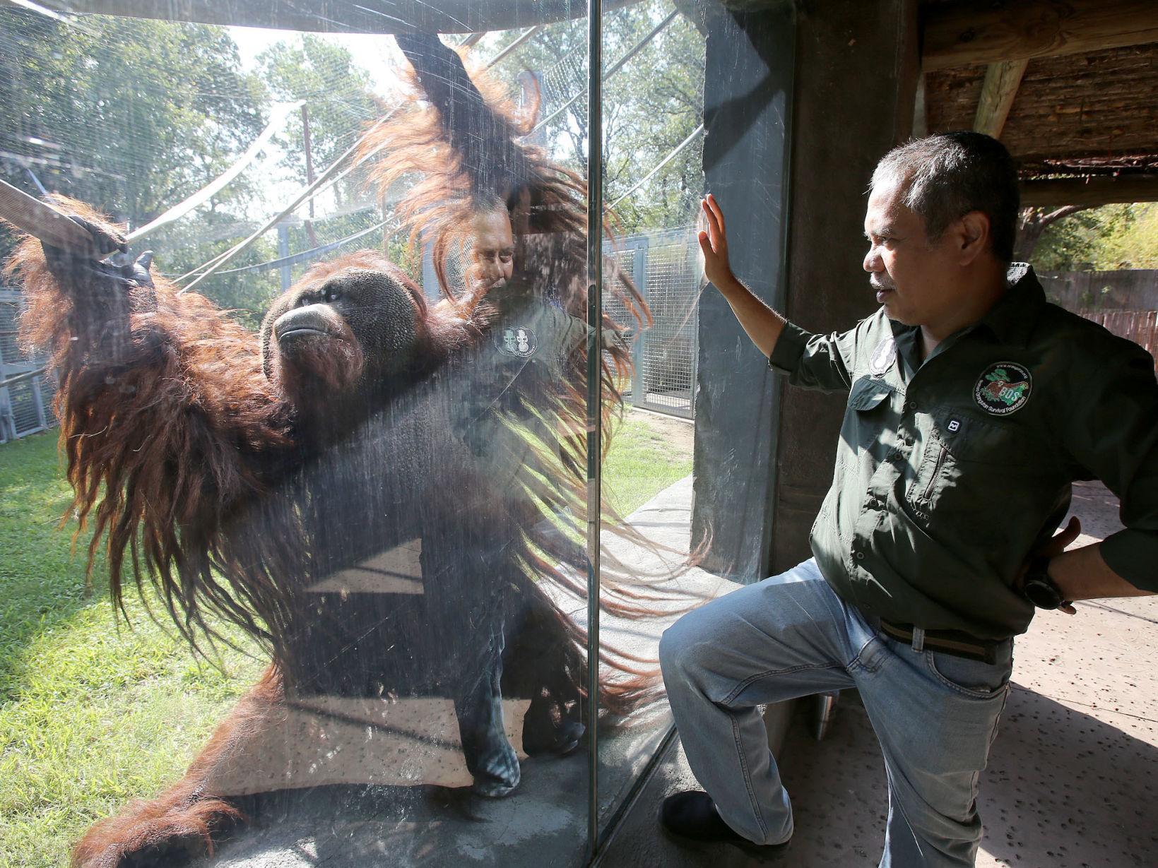 Orangutan Expert Sees Connection Between Zoos Borneo Release Center Local News Wacotrib Com Orangutan Expert Sees Connection Between Zoos Borneo Release Center Local News Wacotrib Com
