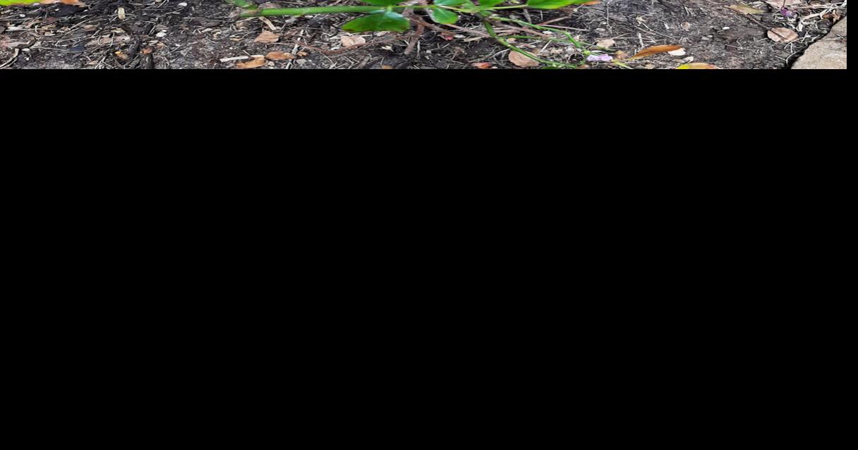 Neil Sperry Drift roses may have been victim of powdery mildew