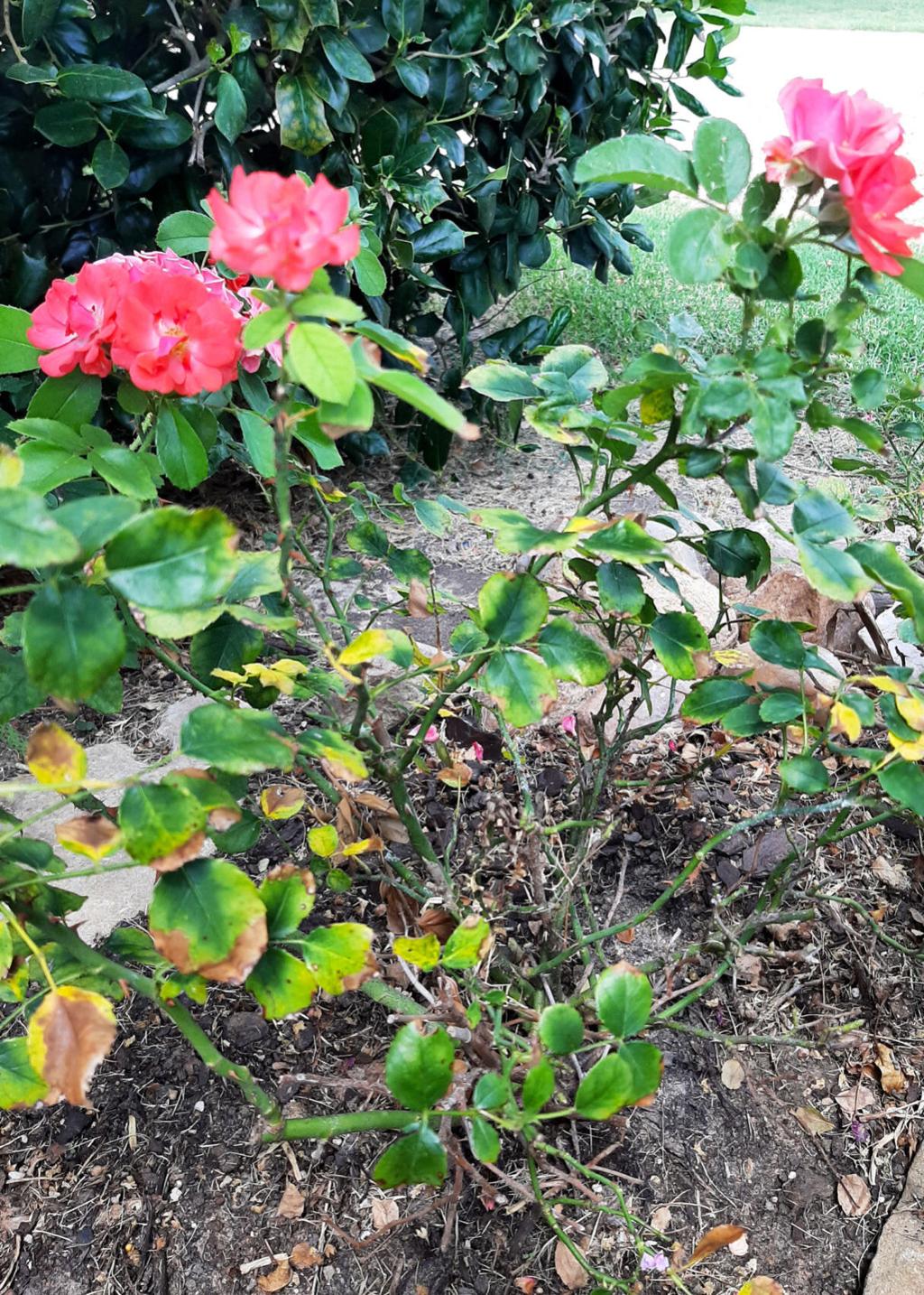 Neil Sperry Drift Roses May Have Been Victim Of Powdery Mildew Local News Wacotrib Com