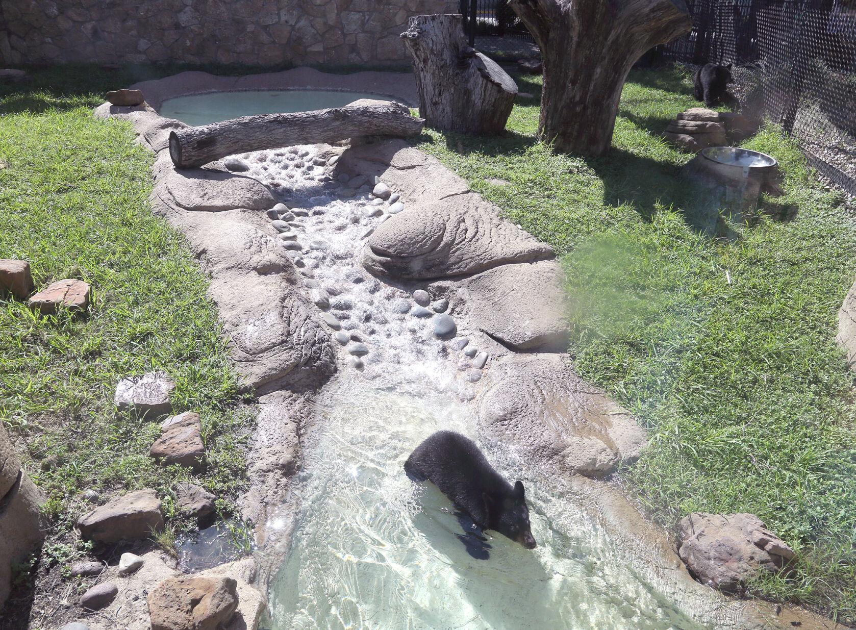 Baylor bear cubs Indy and Belle move into on-campus habitat