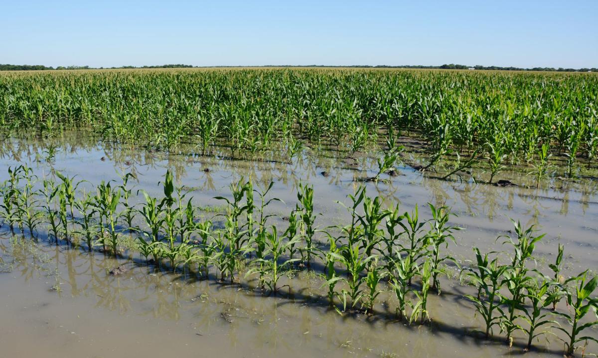 Sorghum Corn Production Varied Based On Regional Moisture Levels