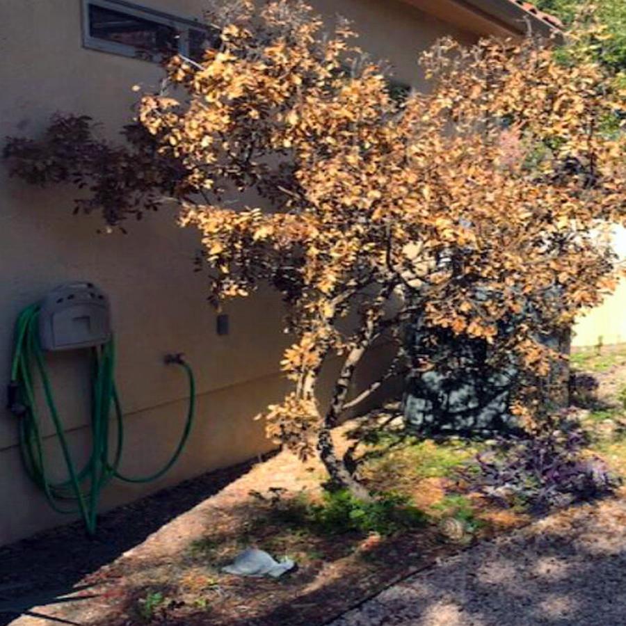 Neil Sperry Mountain Laurel Likely Died From Trunk Root Problem Local News Wacotrib Com