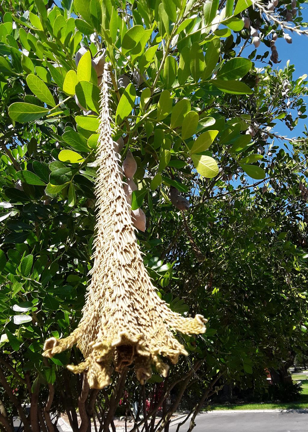 Neil Sperry Fasciation Causes Odd Look On Texas Mountain Laurel Local News Wacotrib Com