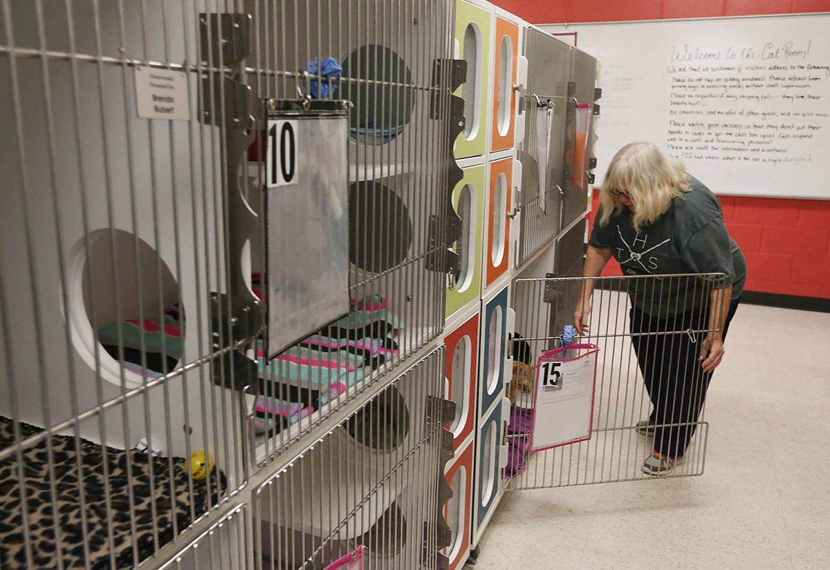 Animal Shelter Not Seeing Usual Spring Influx Of Kittens