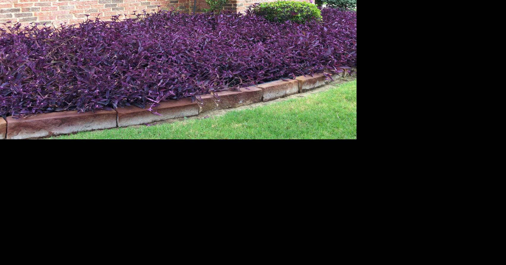 Neil Sperry: Lawn care pros should clean their equipment often