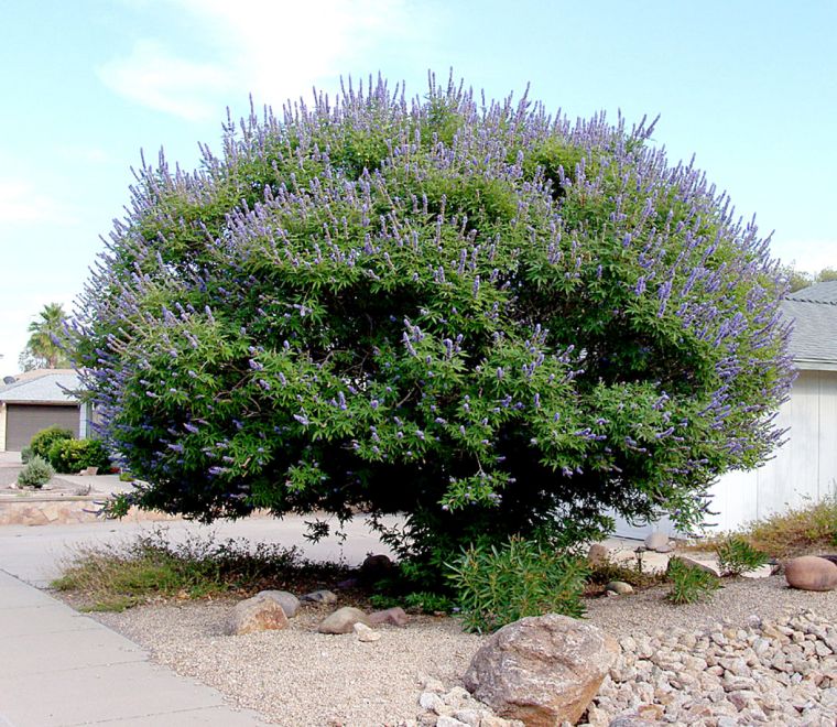 Garden Enhance yard with flowering shrubs, trees Waco Today