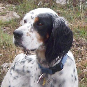 rescue spaniels south west