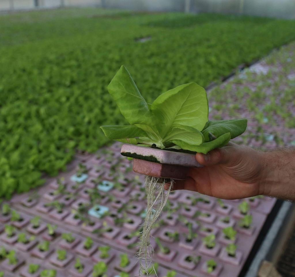 Waco Hydroponic Startup Finds Statewide Success In Lettuce
