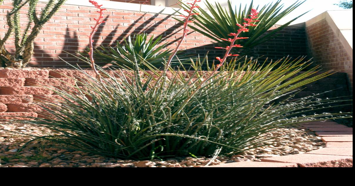 Neil Sperry: Yucca plants will put up a fight if trying to move them