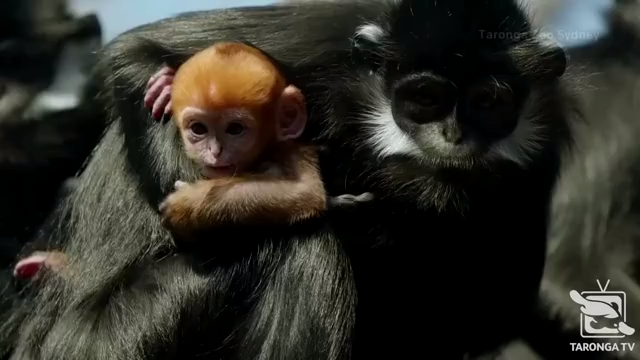 Vdo9nqji0jirtm Vdo9nqji0jirtm
