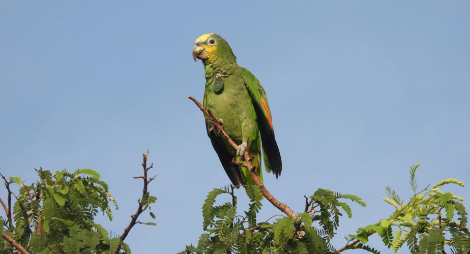Preparing birds for life in the wild: New technique boosts survival after release