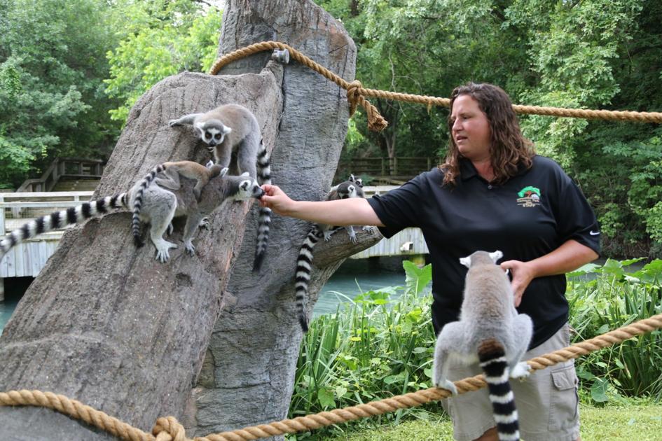 Cameron Park Zoo collection grows with newborn lemurs, new amphibians