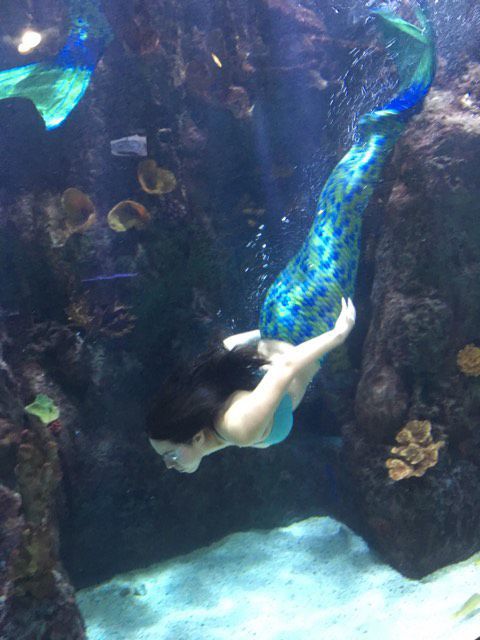 Mermaids returning to Cameron Park Zoo aquarium | City Of Waco ...